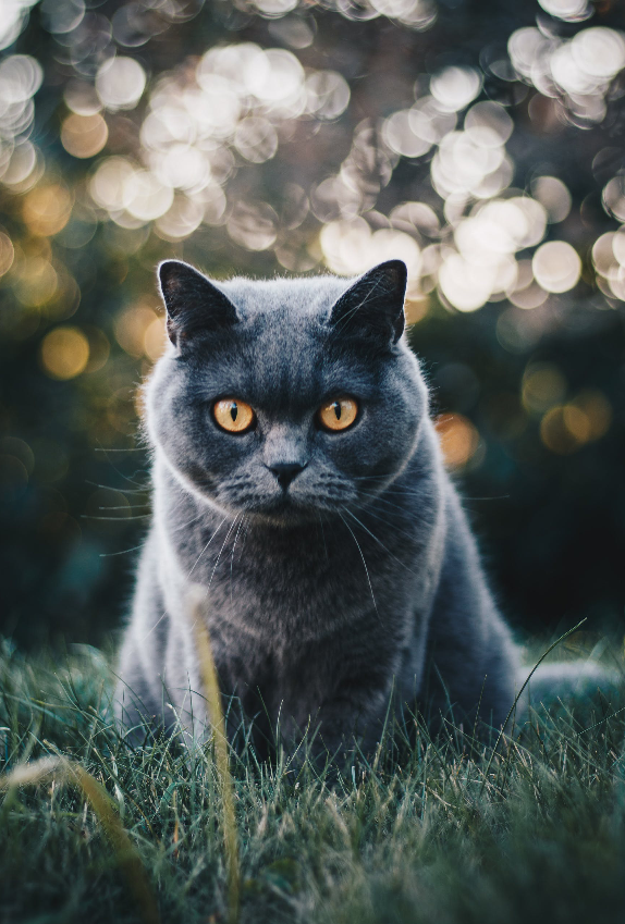 Grey Cat in Grass