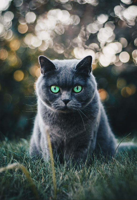 Grey Cat in Grass Blue Eyes