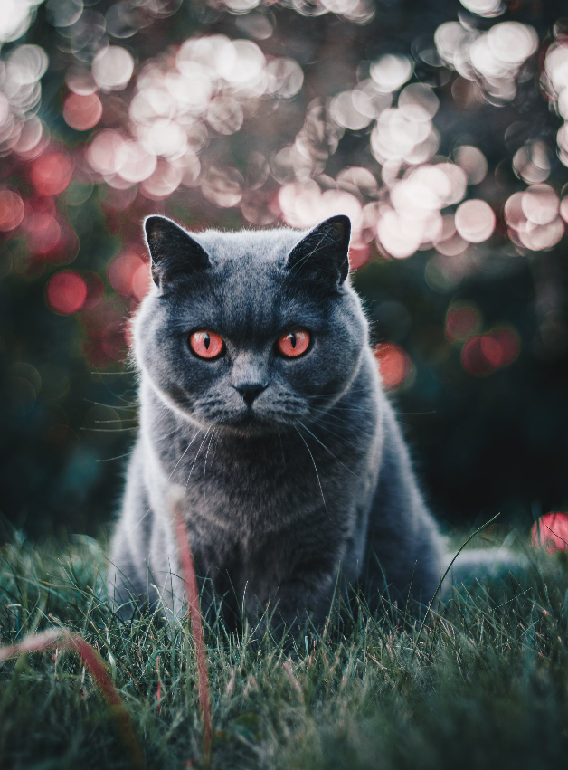 Grey Cat in Grass Magenta Eyes