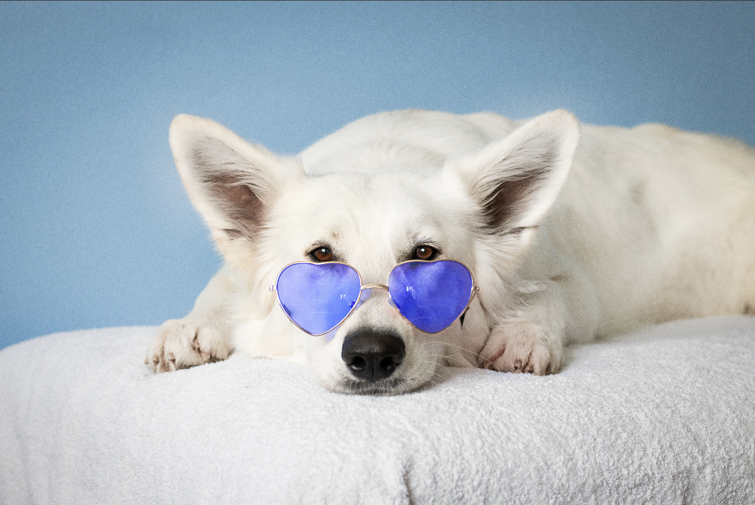 White Dog Blue Glasses